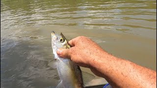 Ohio River Skipjack Fishing [upl. by Arorua]