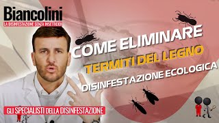 ❓​💯Come eliminare le termiti del legno con la disinfestazione ecologica❓​💯 [upl. by Killoran]