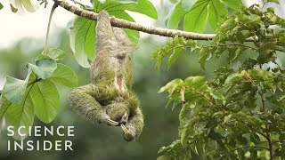 The Extreme Life Of A Sloth [upl. by Frechette]