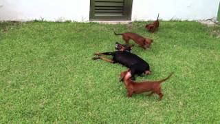 Doberman and the Dachshund gang [upl. by Elsey]