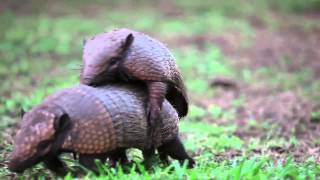 Armadillos mating  Projeto Onçafari [upl. by Judus256]