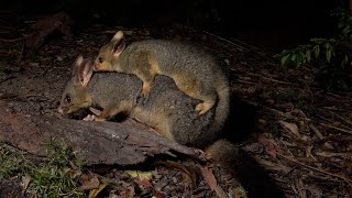 Brushtailed Possum grownup Joey [upl. by Akinom]