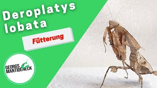 Fütterung der Deroplatys lobata Dead Leaf Mantis [upl. by Dowski]