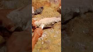 Descaling of roe fish viral shorts bangladesh [upl. by Palmira]