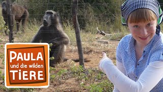 Abu und die Pavianbande  Reportage für Kinder  Paula und die wilden Tiere [upl. by Romonda]