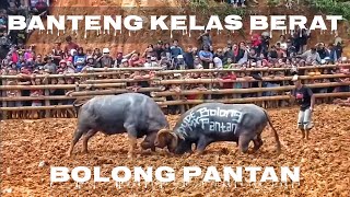 Pertarungan Terlama Bolong Pantan OTS  Tedong Silaga  Buffalo Fight  Adu Kerbau [upl. by Hinckley]