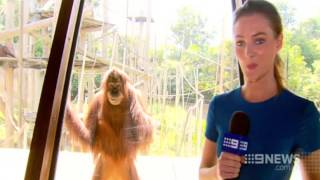 The Smiling Orangutan Courtesy Channel Nine News [upl. by Elicul]