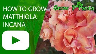 How to grow Matthiola incana [upl. by Leiand523]