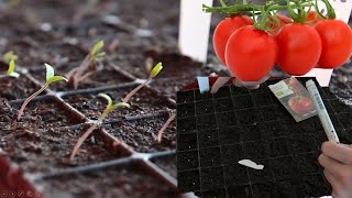 Selber Tomaten Paprika und Auberginen aussäen und vorziehen Anzucht im Frühling [upl. by Ponton]