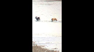 Grizzly Bear Kills Caribou RAW footage no annoying music [upl. by Nanam]