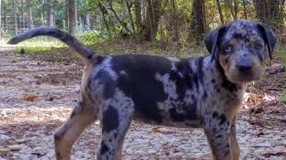 Catahoula Leopard Dog [upl. by Celtic489]