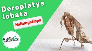 Haltungstipps für die Deroplatys lobata Tote Blatt MantisDead Leaf Mantis [upl. by Calvert]