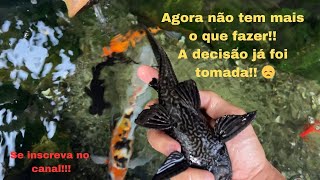 Tivemos que fazer uma escolha complicada com nosso peixe cascudo Sentiremos sua falta [upl. by Lekar]