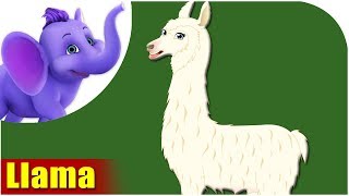 Animal Songs for Kids  Llama Song [upl. by Sosna]