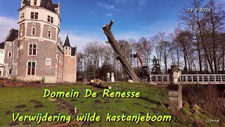 Domein De Renesse  verwijdering wilde kastanjeboom [upl. by Demodena]