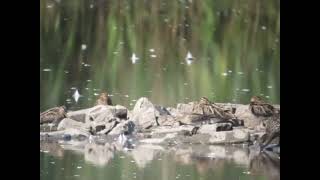 Pectoral Sandpiper Blacktoft Sands [upl. by Enelahs]