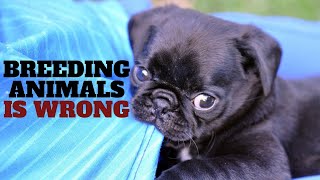 WHY BREEDING ANIMALS IS WRONG [upl. by Zullo]