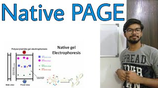 Native PAGE gel electrophoresis [upl. by Sihun]