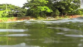 Feeding time  Sri Nuan Fishing Park in Khon Kaen Thailand [upl. by Aehtrod]