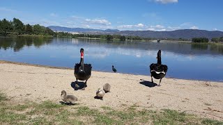 Tuggeranong Town Park Beach  Canberra [upl. by Arretak189]