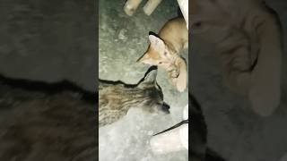 Aapas Mein khelte Hue Billi ke bacche [upl. by Arndt]