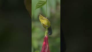 Olivebacked Sunbird in Bali Indonesia [upl. by Ainsworth]