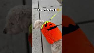 Mr Darcy on a walk youtube fyp cute mrdarcy ksi viralvideo aww cute dog halloween [upl. by Airbmak]