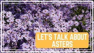 Let’s Talk About Asters 🌸 Colorful Gardener [upl. by Sara10]