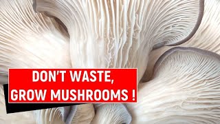 How to grow oyster mushrooms on tea ground coffee ground  Oyster Mushroom Cultivation At Home [upl. by Huntington]