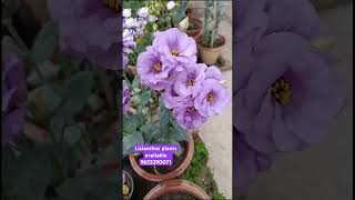 Lisianthus plants available 9653290071 [upl. by Limbert287]