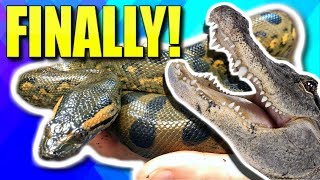 LETS TALK ABOUT MY PET ANACONDA AND PET ALLIGATOR  BRIAN BARCZYK [upl. by Kally]