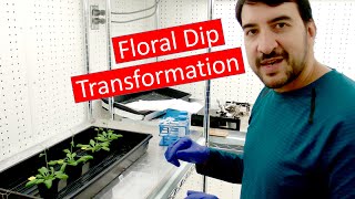 Transforming Arabidopsis by Agrobacterium floral dip [upl. by Shayla176]