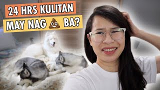 24 HOUR IN THE ROOM CHALLENGE WITH MY 3 HUSKY DOGS PHILIPPINES [upl. by Yblocaj]