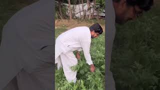 Parthenium hysterophorus effects on agriculture agriculture [upl. by Dlabihcra]