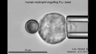 Phagocytosis of a ∼32µm antibodycoated bead by a human neutrophil [upl. by Agathy461]