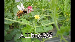 農事│ 西瓜引花、人工授粉Watermelon Artificial pollination [upl. by Glennie]