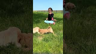 Mini Goldendoodle Puppies Playing [upl. by Yerd]