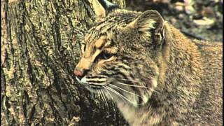 Ohios Bobcat Population Increasing [upl. by Brieta]