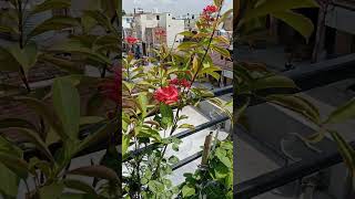 Jatropha Plant  Datta Priyared flowergardeningyshortsvideo♥️👍🏻 [upl. by Verity414]