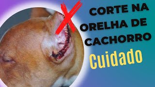 C0rtar a orelha do cachorro é certo [upl. by Nosliw]