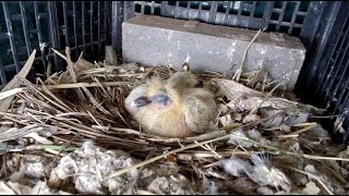 La vida secreta de las palomas pichones en nido [upl. by Bern576]