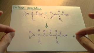 Enlace peptídico  Biología proteinas [upl. by Nasah280]