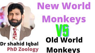 New World vs Old World Monkeys platyrrhine Catarrhine Gibbon Bibbon  Gorilla  Prehensile tail [upl. by Arria450]