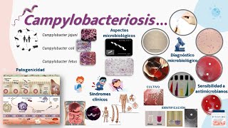 Campylobacter [upl. by Thom398]