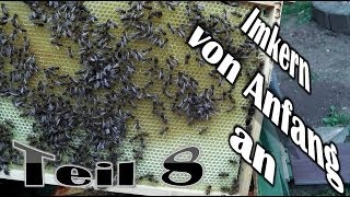 Imkern von Anfang an  Teil 8  Schwarmkontrolle von Ablegervölkern [upl. by Eical944]