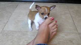 Teacup Chihuahua Jax biting toes [upl. by Feltie834]