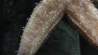 The Starfish Video [upl. by Rabkin219]