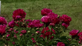 Prairie Yard amp Garden Peonies [upl. by Dloraj]