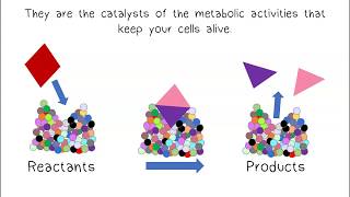 Metabolism amp Enzymes [upl. by Tterrab]