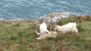 Great Orme Goats ruttingfighting [upl. by Treborsemaj]